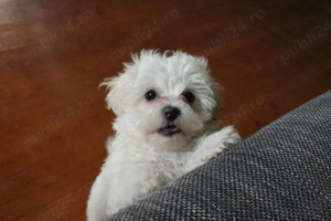 Bichon iubitori si jucsusi - imagine 4