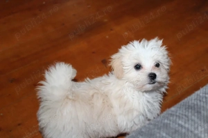 Bichon iubitori si jucsusi - imagine 2