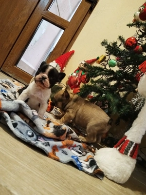 Bulldog Francez Vaccinati Deparazitati Rasa pura - imagine 2