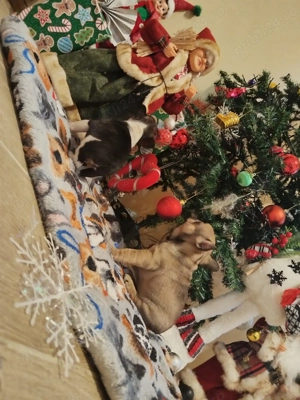 Bulldog Francez Vaccinati Deparazitati Rasa pura - imagine 3