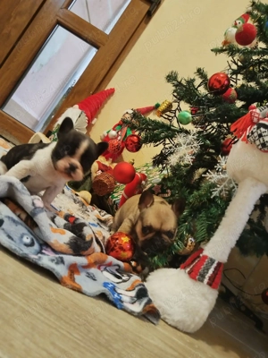 Bulldog Francez Vaccinati Deparazitati Rasa pura