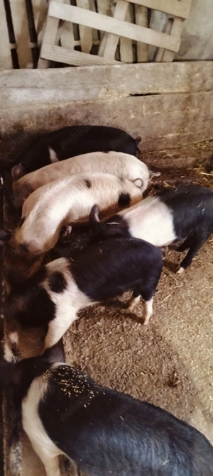 Șoldani de 25-30 kg