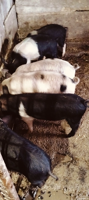 Șoldani de 3 luni jumate 