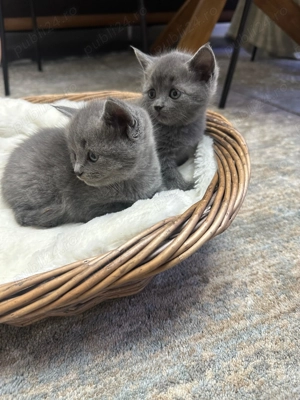  Pui de pisică British Shorthair Blue