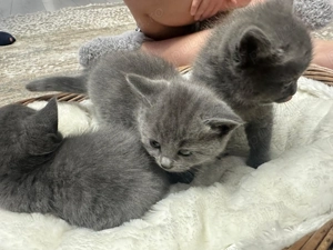  Pui de pisică British Shorthair Blue - imagine 4