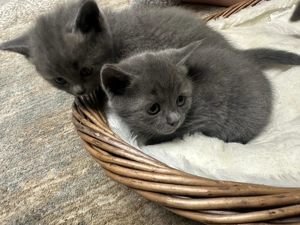  Pui de pisică British Shorthair Blue - imagine 5