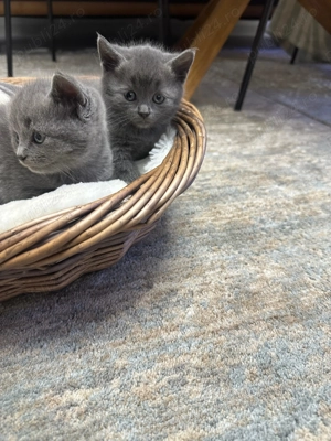  Pui de pisică British Shorthair Blue - imagine 2