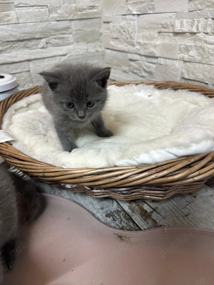  Pui de pisică British Shorthair Blue - imagine 3