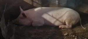 Porci, scrofita Landrace Marele Alb 