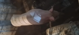 Porci, scrofita Landrace Marele Alb  - imagine 2