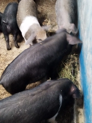 Purcei bazna+mangalița 