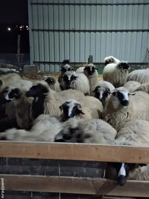 Oi breze de petrosani - imagine 3