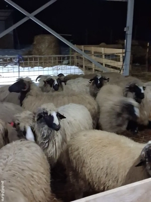 Oi breze de petrosani