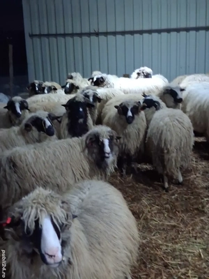 Oi breze de petrosani - imagine 4