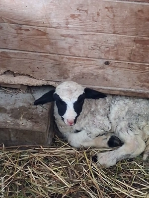 Oi breze de petrosani - imagine 2