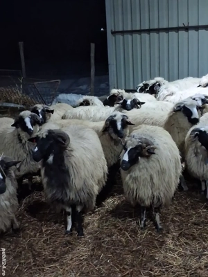 Oi breze de petrosani - imagine 5