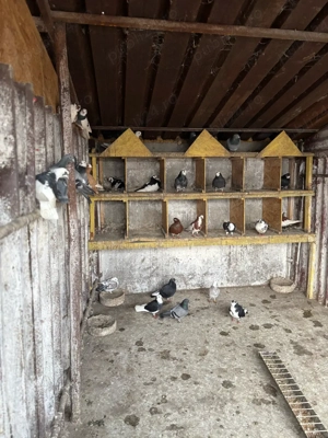 Vand schimb rațe salbatice si porumbei !!! - imagine 4