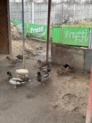 Vand schimb rațe salbatice si porumbei !!! - imagine 5