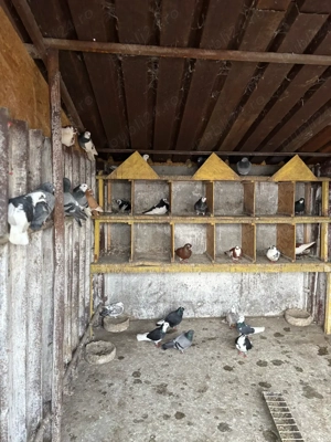 Vand schimb rațe salbatice si porumbei !!!