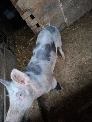 vand purcea de cass  - imagine 3