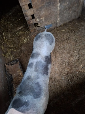 vand purcea de cass  - imagine 2