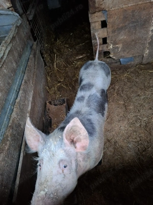 vand purcea de cass  - imagine 4