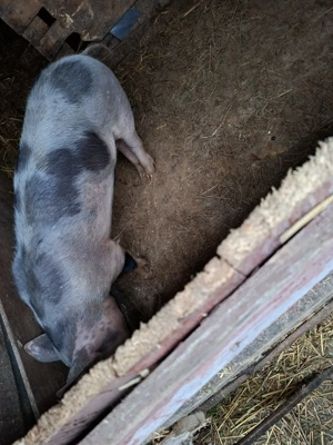 vand purcea de cass  - imagine 5