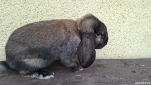 Iepuri uriaș german și berbec german de vânzare - imagine 5