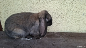 Iepuri uriaș german și berbec german de vânzare - imagine 4