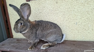 Iepuri uriaș german de vânzare - imagine 2