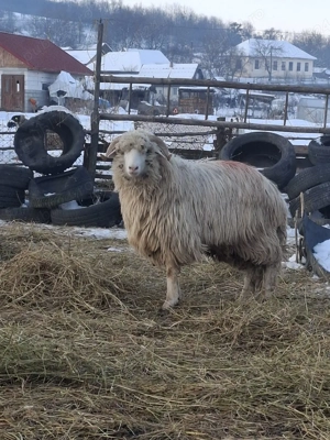 berbecuț  de  vanzare - imagine 3