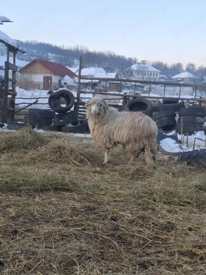 berbecuț  de  vanzare - imagine 2