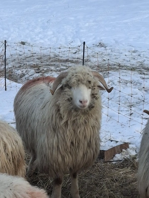berbecuț  de  vanzare