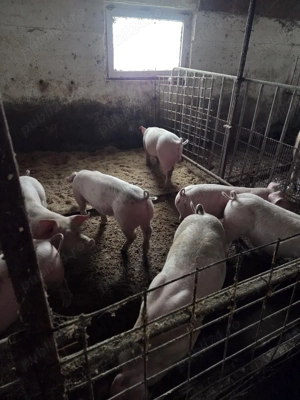 vand purcei - imagine 2