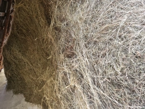 Fân nou uscat în verde 