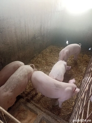 Vând Purcei  - imagine 4