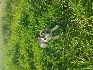 Mascul Husky - imagine 4