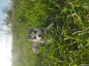 Mascul Husky - imagine 2