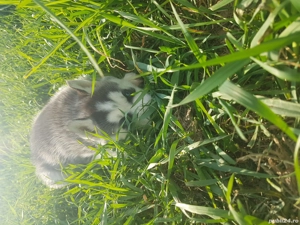 Mascul Husky - imagine 3