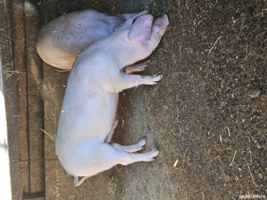 La 60 si 100 kg pe ales - imagine 2