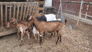 Vând Iadă metisă , Anglo cu Alpin - imagine 3