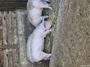 La 60 si 100 kg pe ales