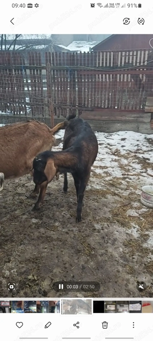 Vând Iadă metisă , Anglo cu Alpin - imagine 2