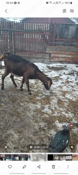 Vând Iadă metisă , Anglo cu Alpin