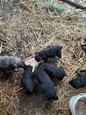 Catei de intors - imagine 4