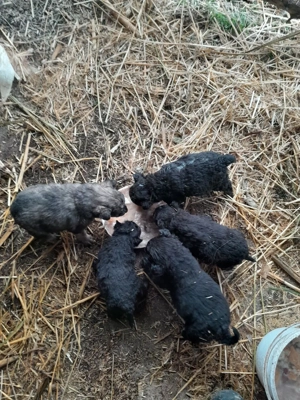 Catei de intors - imagine 3