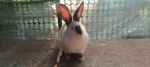 Iepuri de vânzare  - imagine 3