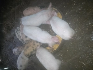 Vând 5 purcele  - imagine 3