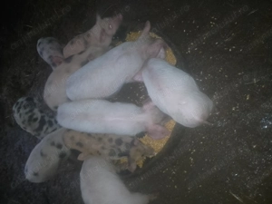 Vând 5 purcele  - imagine 4