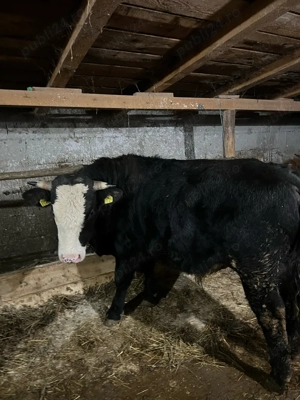 Tauri de crescut media 400 de kg  - imagine 3